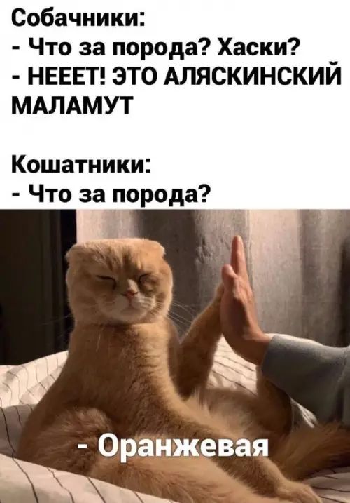 Собачники:
- Что за порода? Хаски?
- НЕЕЕТ! ЭТО АЛЯСКИНСКИЙ МАЛАМУТ
Кошатники:
- Что за порода?
- Оранжевая