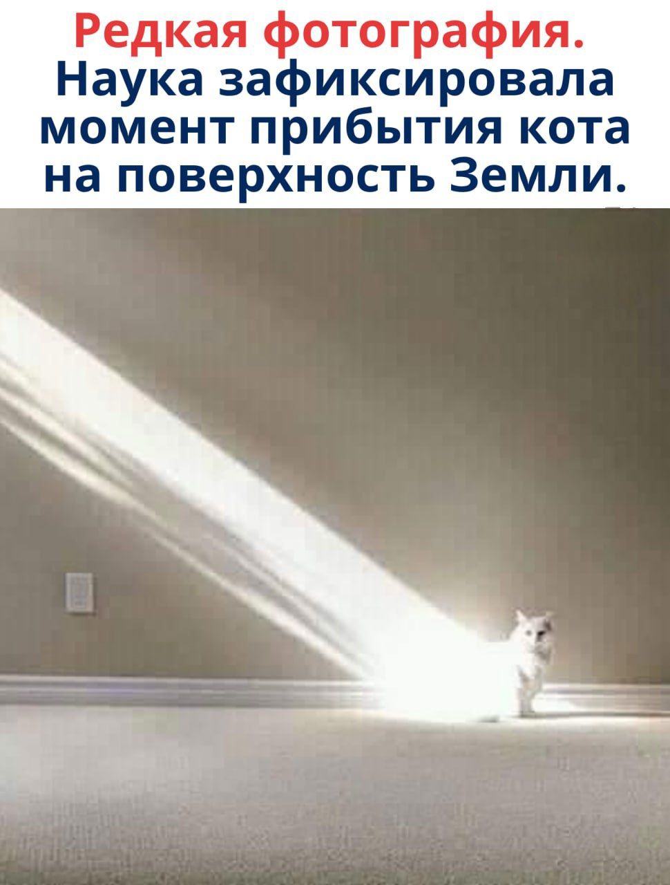 Редкая фотография. Наука зафиксировала момент прибытия кота на поверхность Земли.