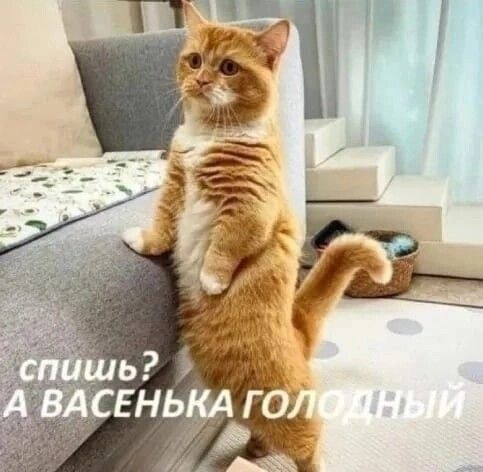 спишь? А ВАСЕНЬКА ГОЛОДНЫЙ
