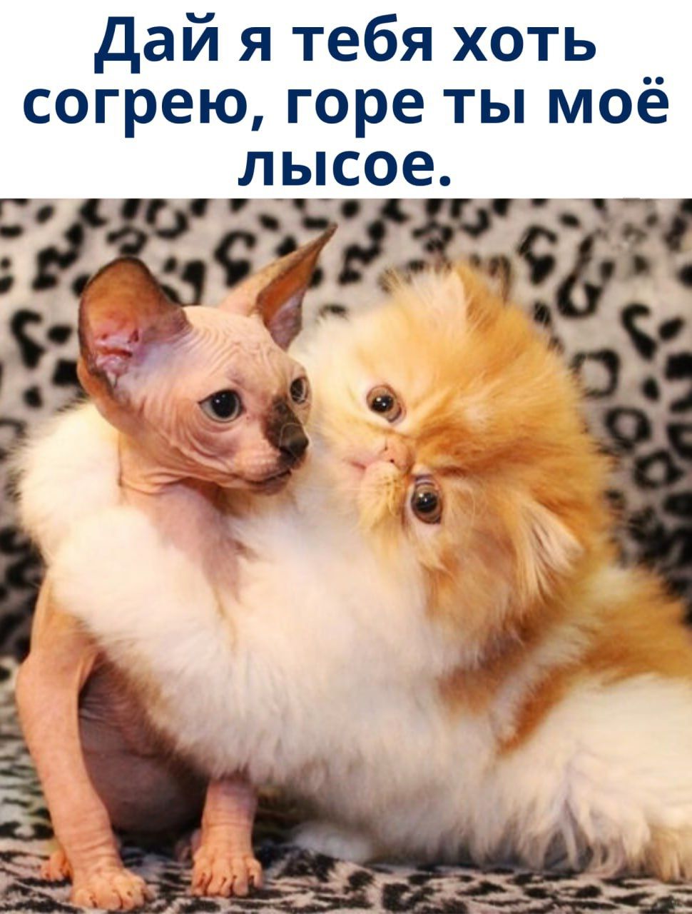 Дай я тебя хоть согрею, горе ты моё лысое.