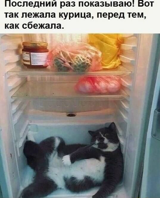 Последний раз показываю! Вот так лежала курица, перед тем, как сбежала.
