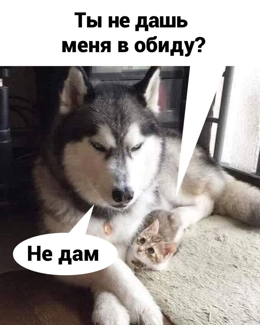 Ты не дашь меня в обиду? Не дам.