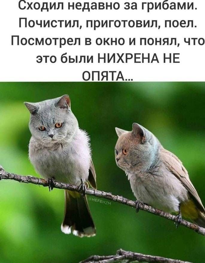 Сходил недавно за грибами. Почистил, приготовил, поел. Посмотрел в окно и понял, что это были НИХРЕНА НЕ ОПЯТА...