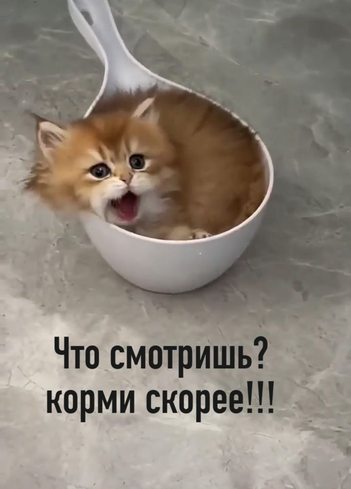 Что смотришь? корми скорее!!!