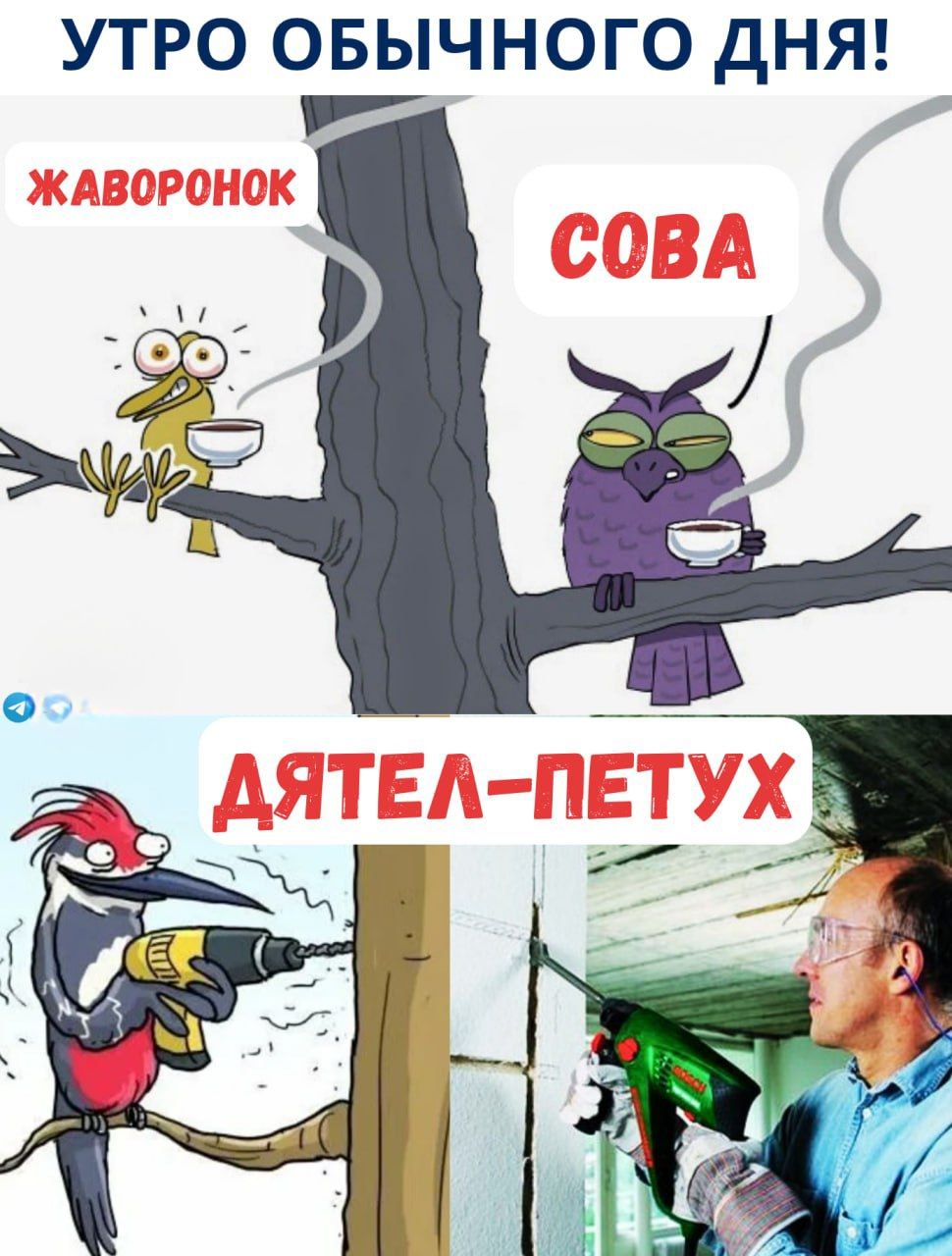 УТРО ОБЫЧНОГО ДНЯ!
ЖАВОРОНК
СОВА
ДЯТЕЛ-ПЕТУХ
