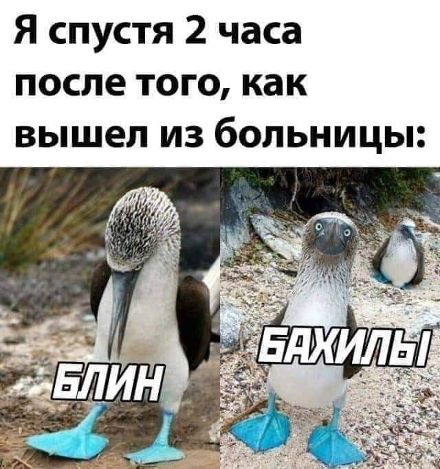 Я спустя 2 часа после того, как вышел из больницы:
БЛИН
БАХИЛЫ