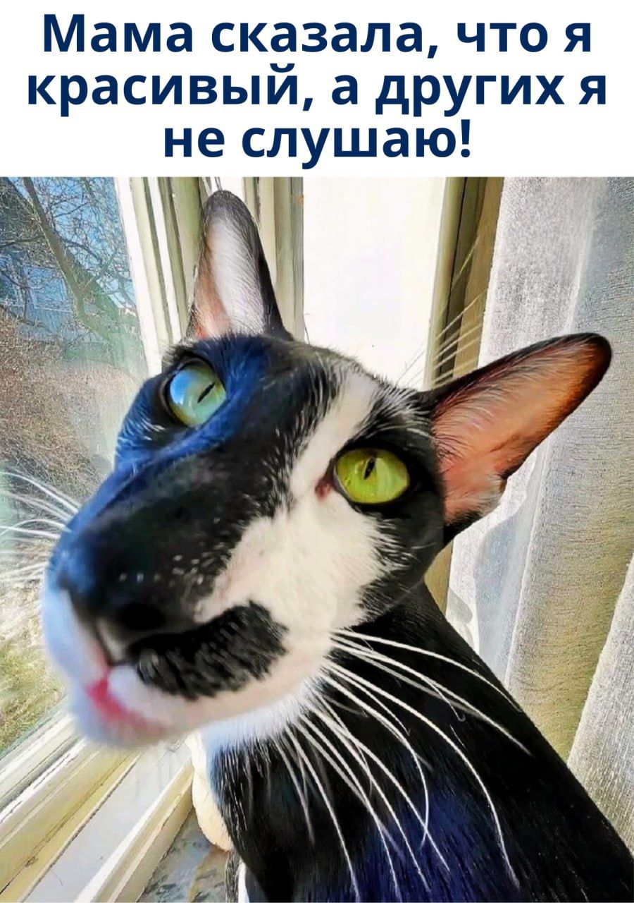 Мама сказала, что я красивый, а других я не слушаю!