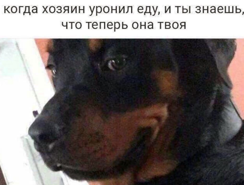 когда хозяин уронил еду, и ты знаешь, что теперь она твоя