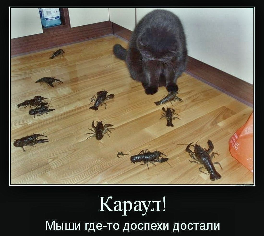 Караул! Мыши где-то допепи достали