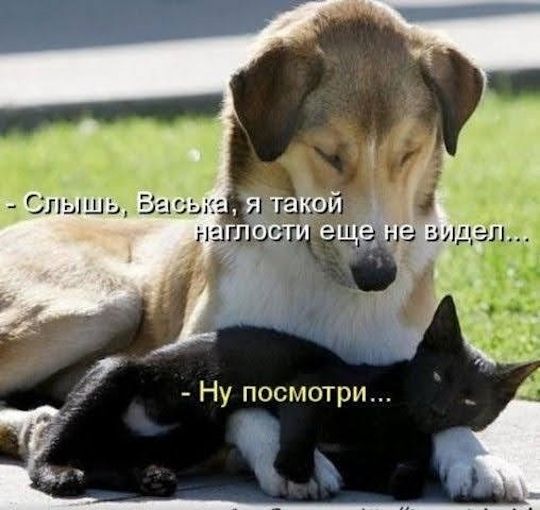 Слышу, Васька, я такой наглости еще не видел... Ну посмотри...