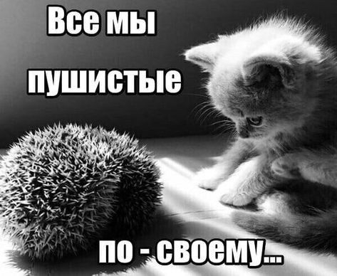 Все мы пушистые по-своему...