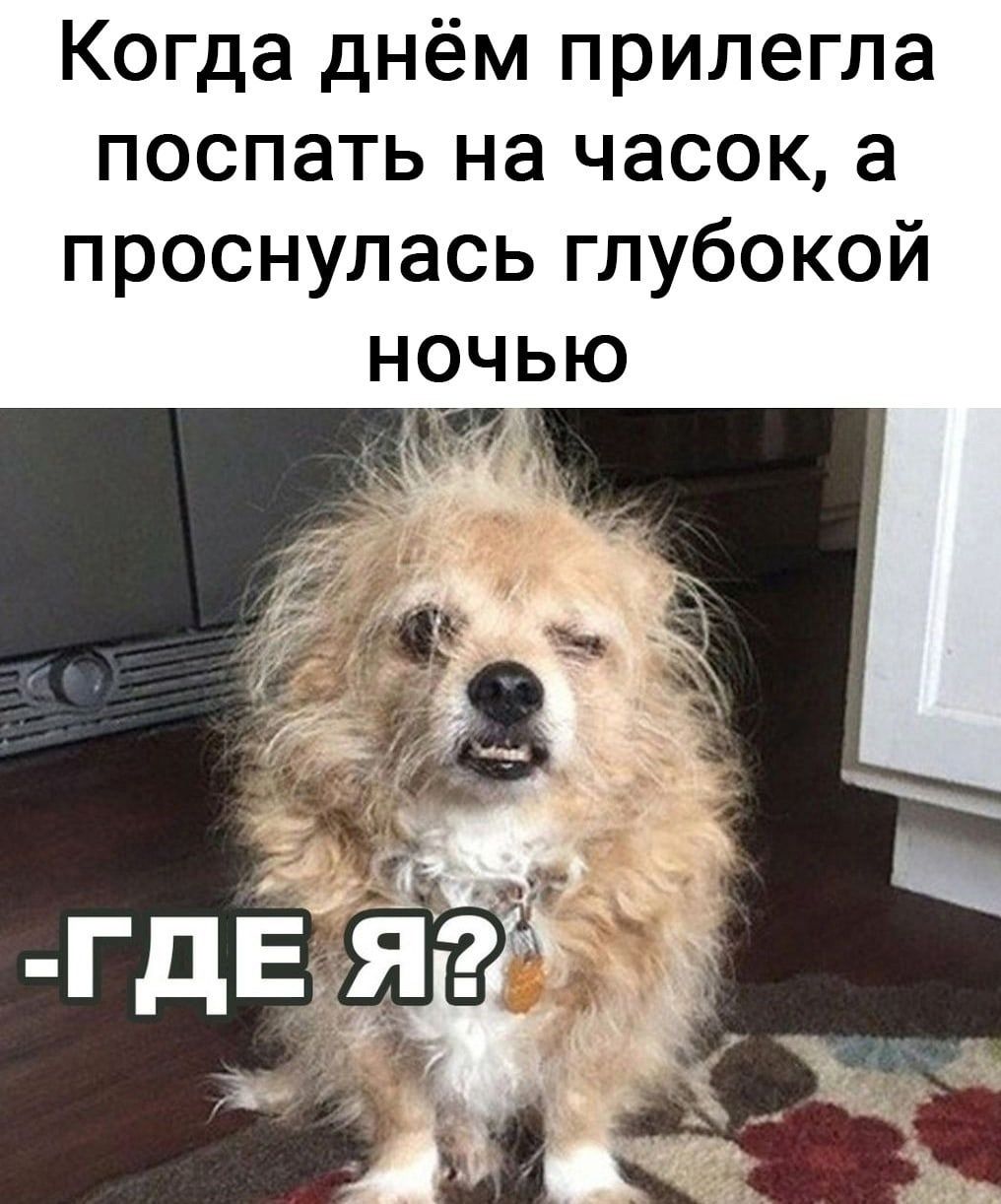 Когда днём прилегла поспать на часов, а проснулась глубокой ночью\n-ГДЕ Я?