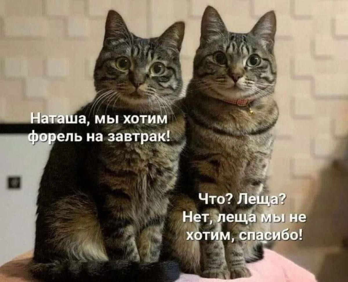 Наташа, мы хотим форель на завтрак!
Что? Леща? Нет, леща мы не хотим, спасибо!