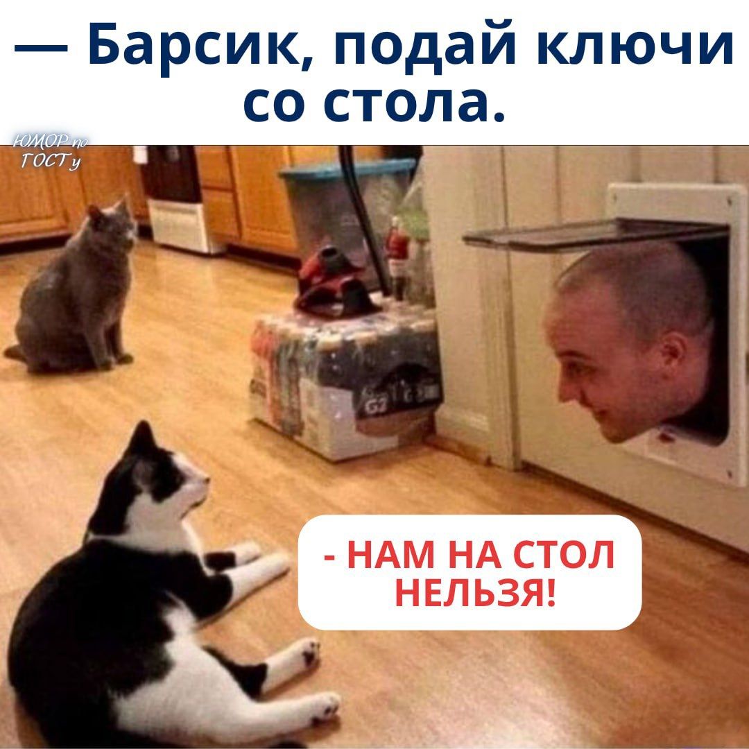 — Барсик, подай ключи со стола.
- НАМ НА СТОЛ НЕЛЬЗЯ!