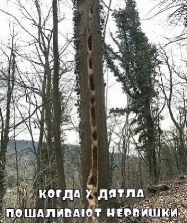 когда у дятла пошаливают нервишки