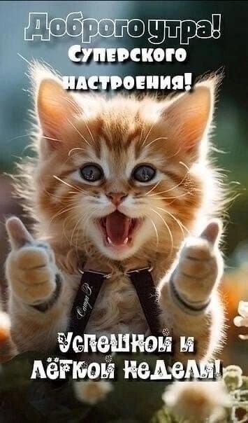 Доброе утро! Суперского настроения! Успешной и лёгкой недели!
