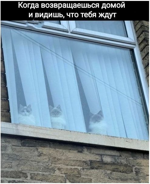 Когда возвращаешься домой и видишь, что тебя ждут