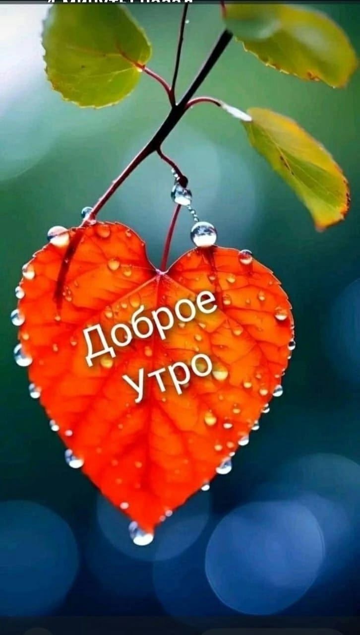 Доброе утро