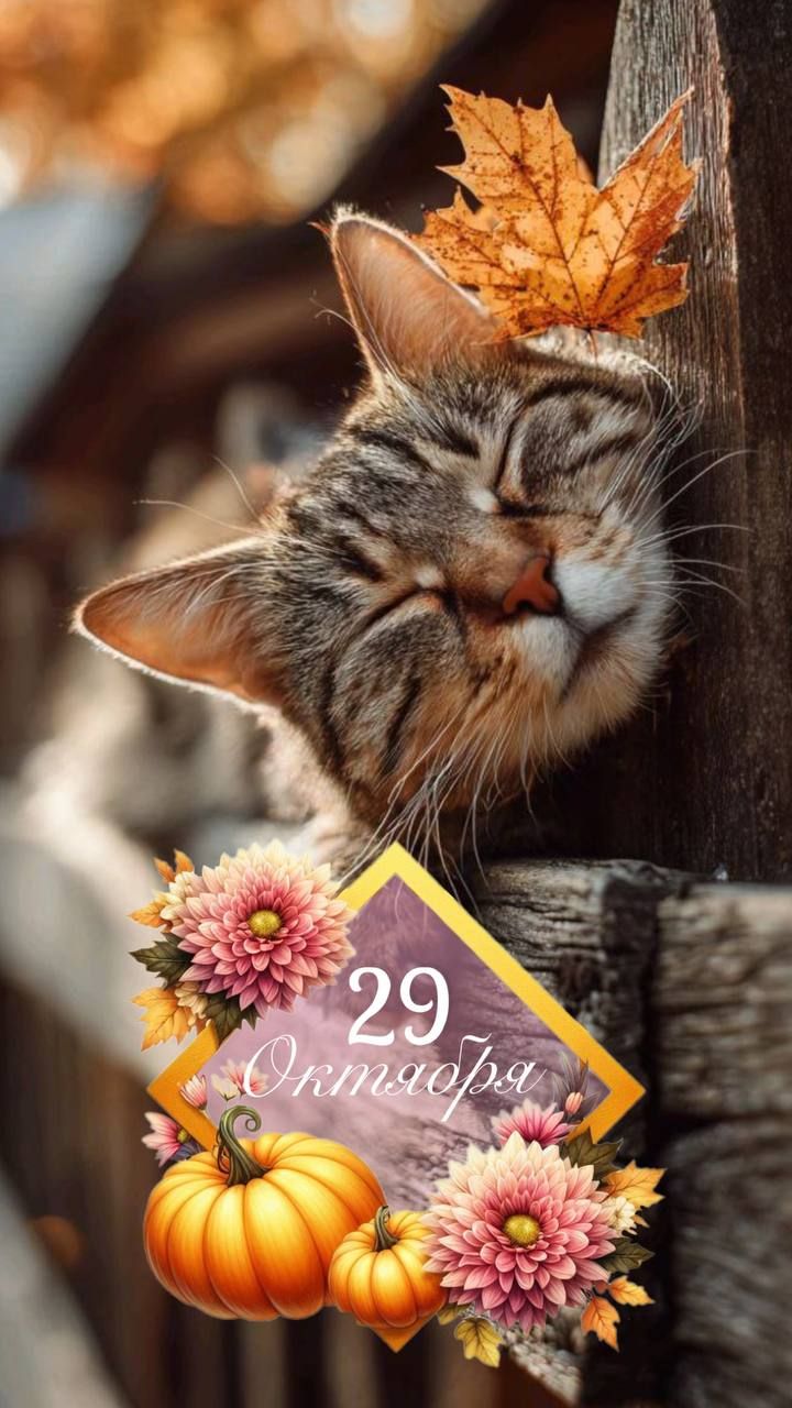 29 ноября