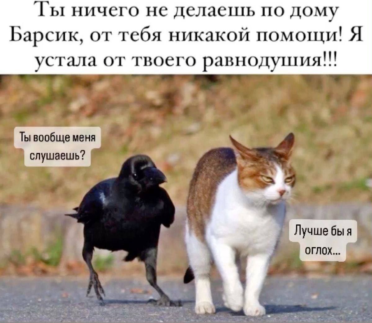 Ты ничего не делаешь по дому Барсик, от тебя никакой помощи! Я устала от твоего равнодушия!!! Ты вообще меня слушаешь? Лучше бы я оглох...