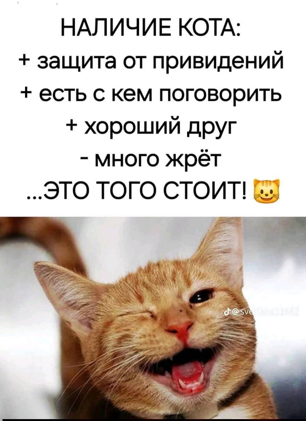 НАЛИЧИЕ КОТА: + защита от привидений + есть с кем поговорить + хороший друг - много жрёт ...ЭТО ТОГО СТОИТ! 😺