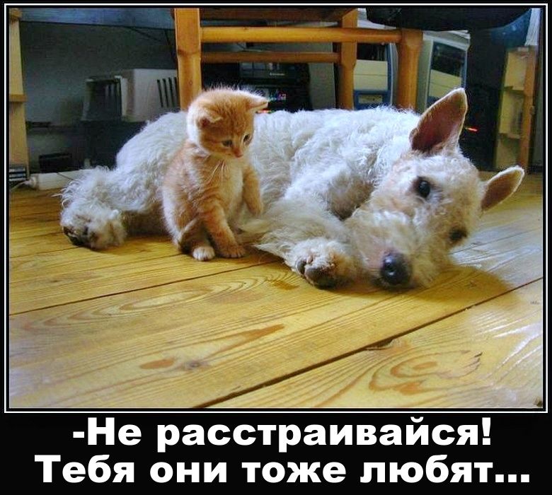 -Не расстраивайся! Тебя они тоже любят...