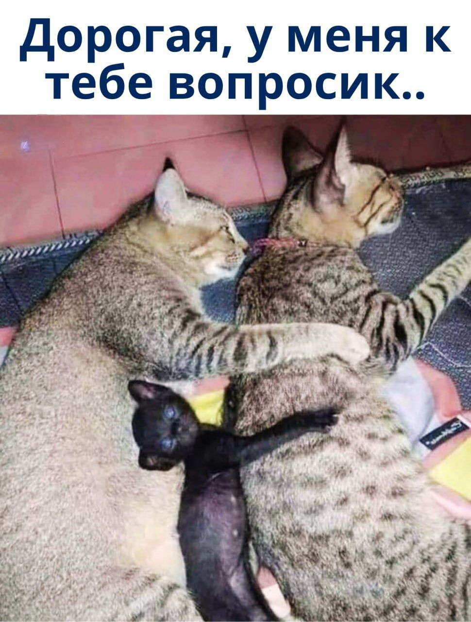 Дорогая, у меня к тебе вопросик..