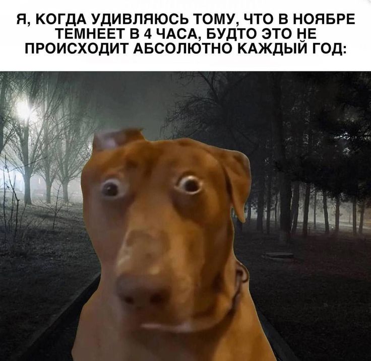 Я, когда удивляюсь тому, что в ноябре темнеет в 4 часа, будто это не происходит absolutely каждый год:
