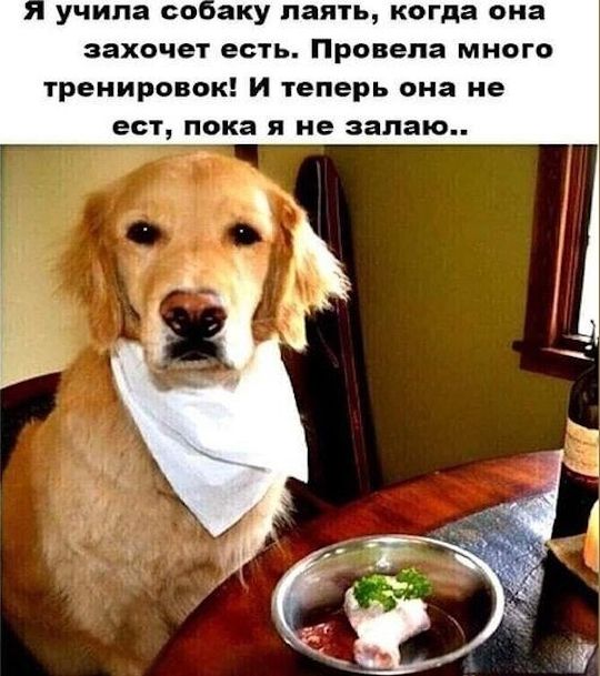 Я учила собаку лаять, когда она захочет есть. Провела много тренировок! И теперь она не ест, пока я не залю..