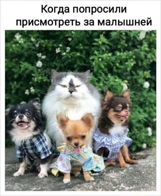 Когда попросили присмотреть за малышей