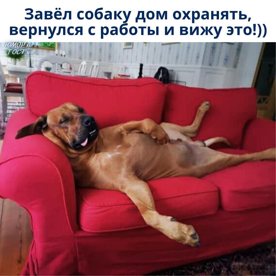 Завёл собаку дом охранять, вернулся с работы и вижу это!))