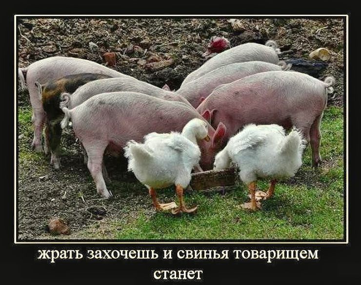жрать захочешь и свинья товарищем станет