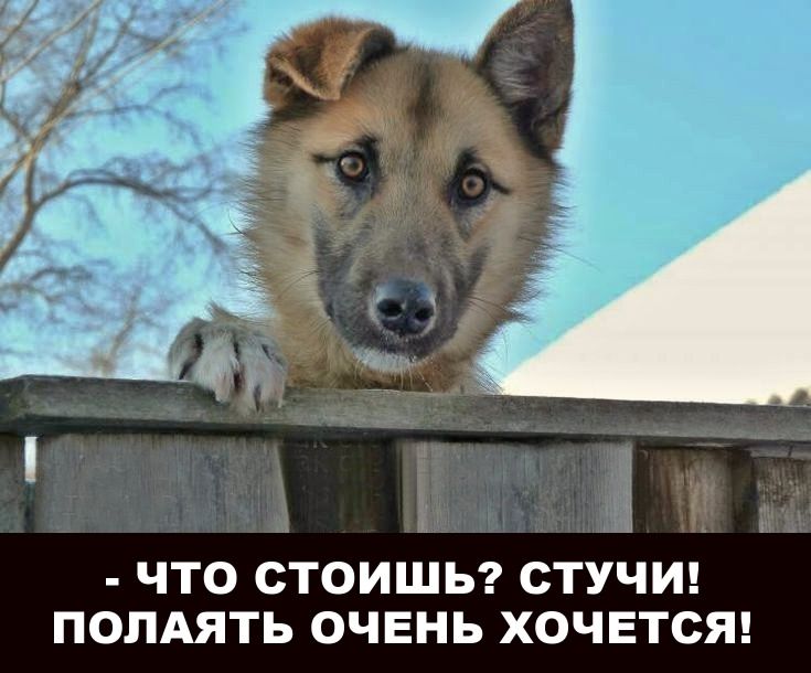 - ЧТО СТОИШЬ? СТУЧИ! ПОЛЯЯТ ОЧЕНЬ ХОЧЕТСЯ!