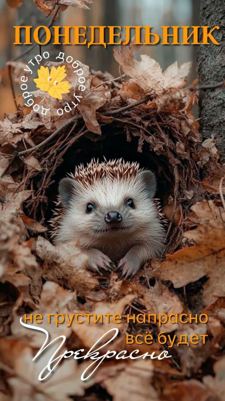 ПОНЕДЕЛЬНИК. не грустите напрасно всё будет Прекрасно