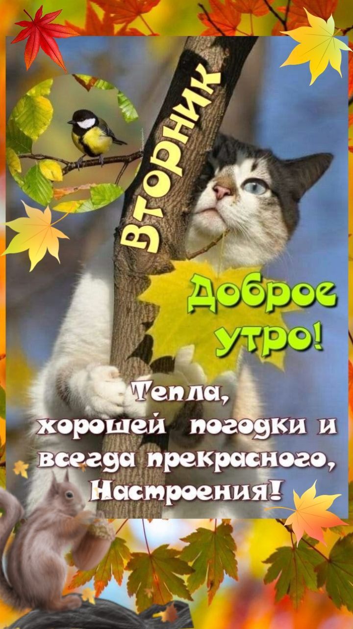 ВТОРНИК Доброе утро! Тепла, хорошей погоды и всегда прекрасного настроения!