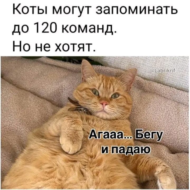 Коты могут запоминать до 120 команд. Но не хотят. Агаа... Бегу и падаю