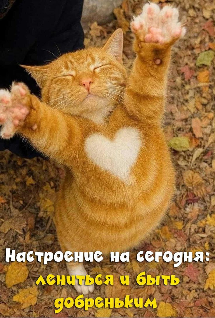 Настроение на сегодня: лениться и быть добреньким