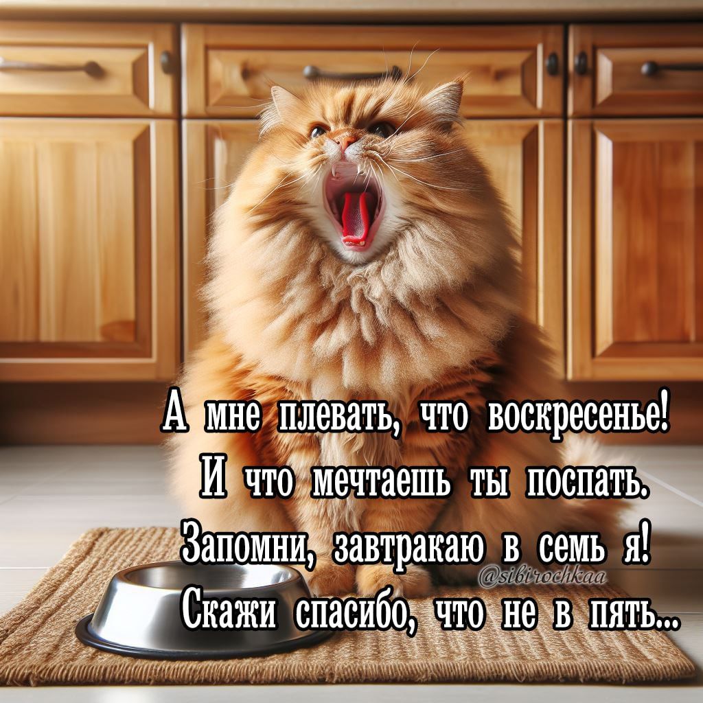 А мне плевать, что воскресенье! И что мечтаешь ты поспать. Запомни, завтракаю в семь я! Скажи спасибо, что не в пять...