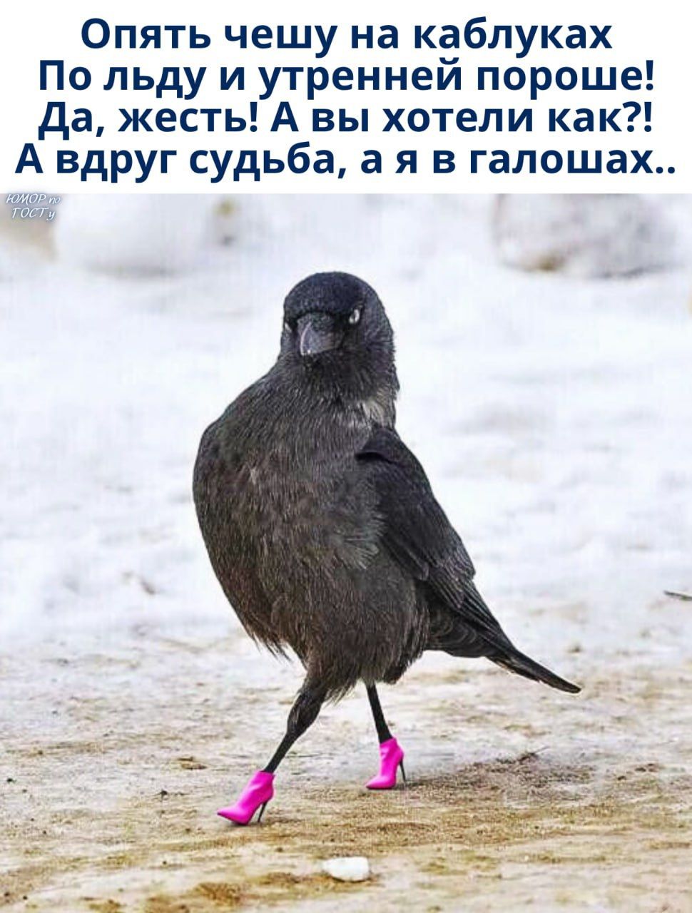 Опять чешу на каблуках
По льду и утренней порожно! Да, жест! А вы хотели как?! А вдруг судьба, а я в галошах..