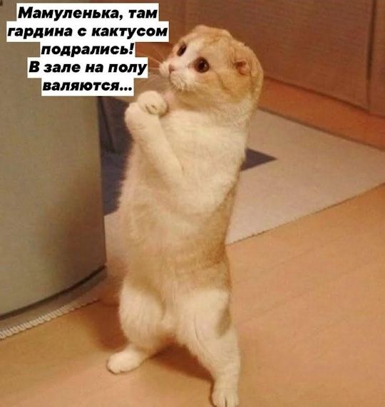 Мамуленька, там гардина с кактусом подрались! В зале на полу валяются...