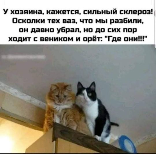 У хозяина, кажется, сильный склероз! Осколки тех ваз, что мы разбили, он давно убрал, но до сих пор ходит с веником и орёт: «Где они!!!»