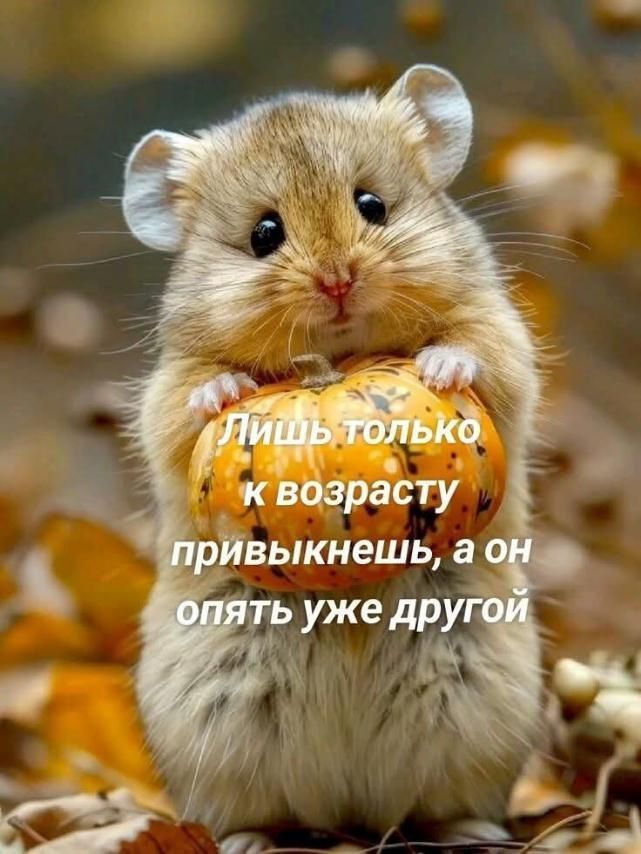 Лишь только к возрасту привикнешь, а он опять уже другой