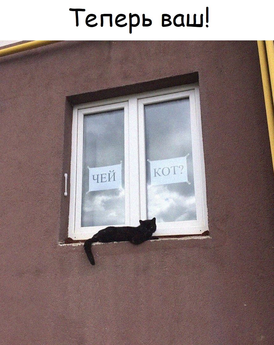 Теперь ваш! ЧЕЙ КОТ?