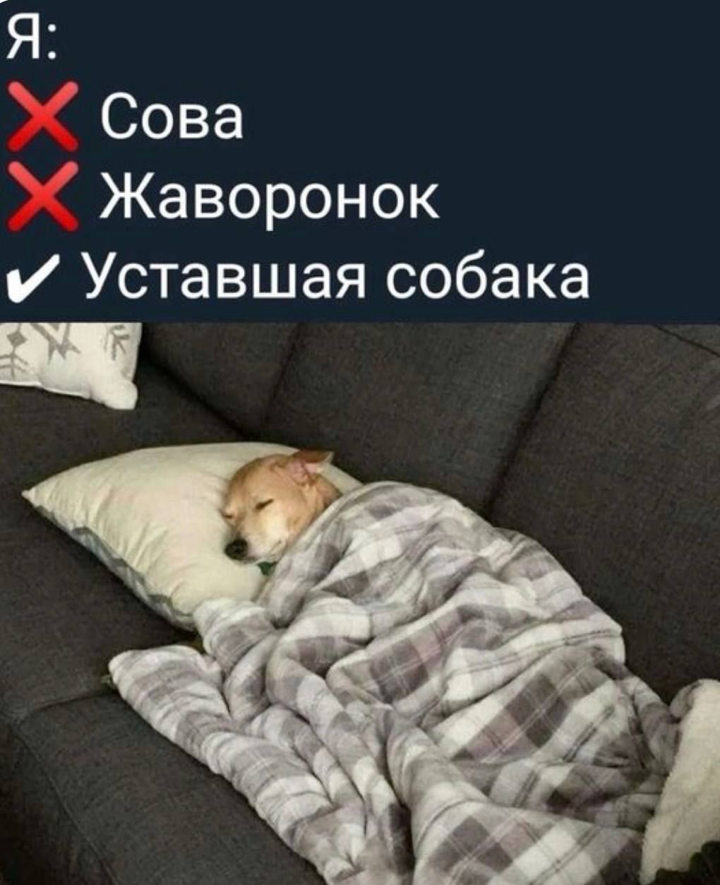 Я:
✖ Сова
✖ Жаворонок
✔ Устаршая собака