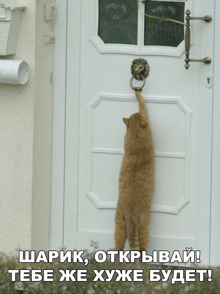 ШАРИК, ОТКРЫВАЙ! ТЕБЕ ЖЕ ХУЖЕ БУДЕТ!