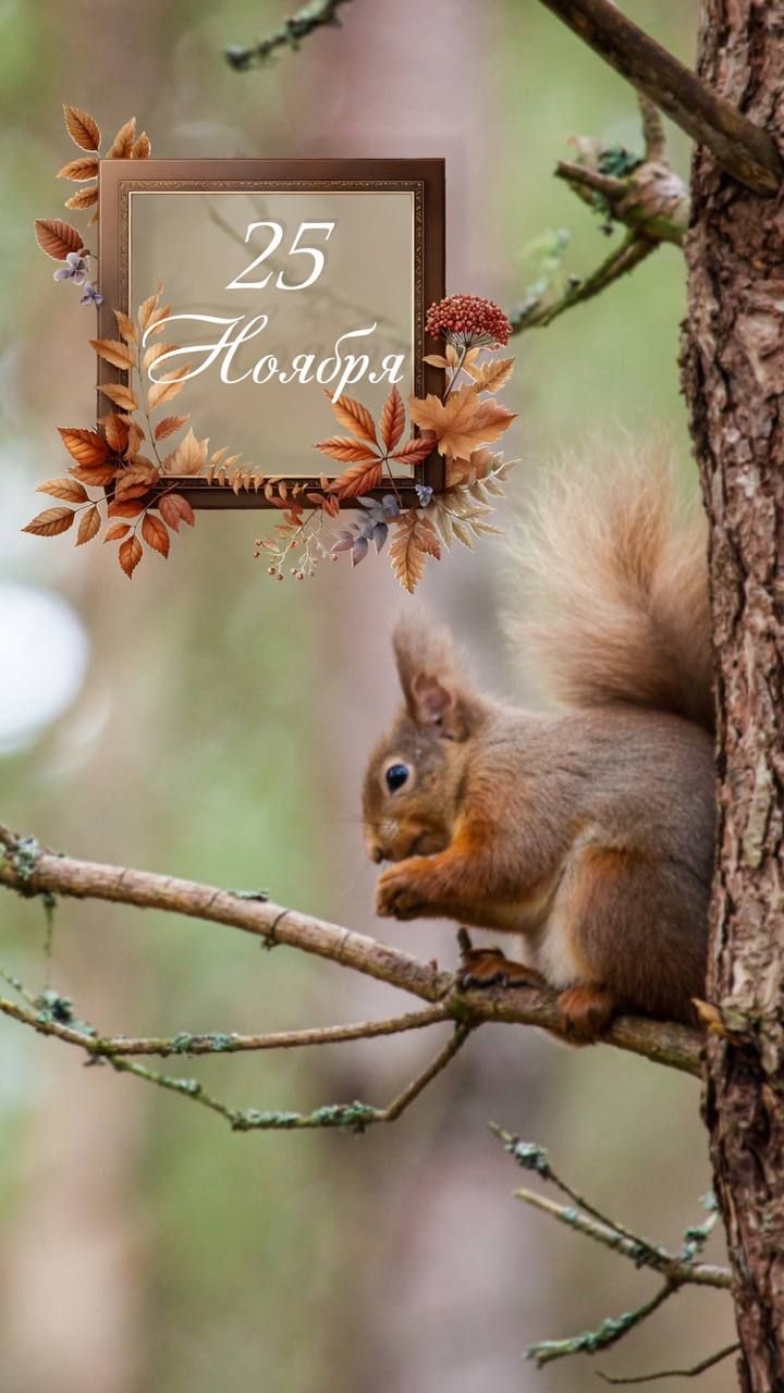 25 Ноября