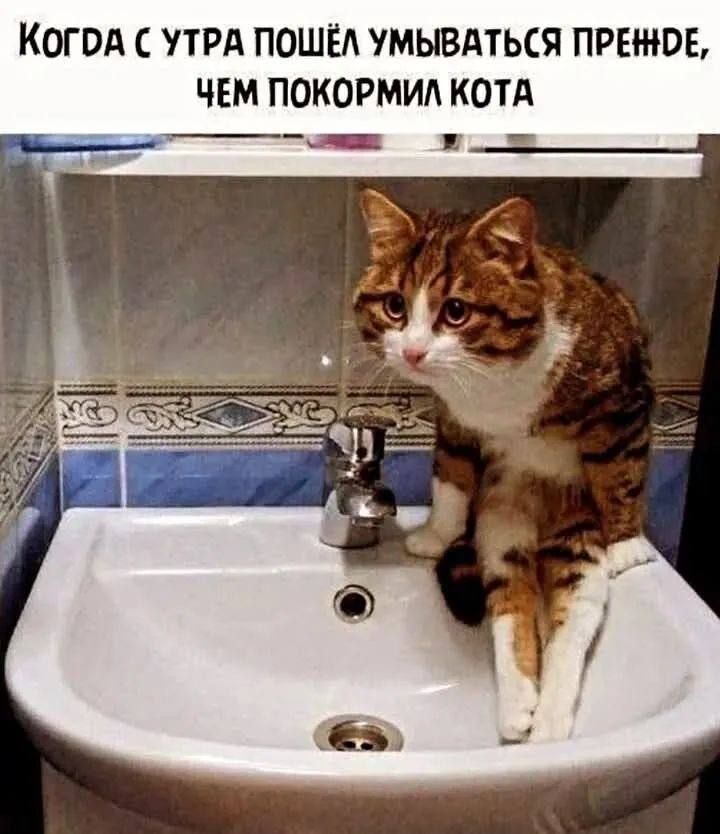 КОГДА С УТРА ПОШЁЛ УМЫВАТЬСЯ ПРЕШЬЕ, ЧЕМ ПОКОРМИЛ КОТА