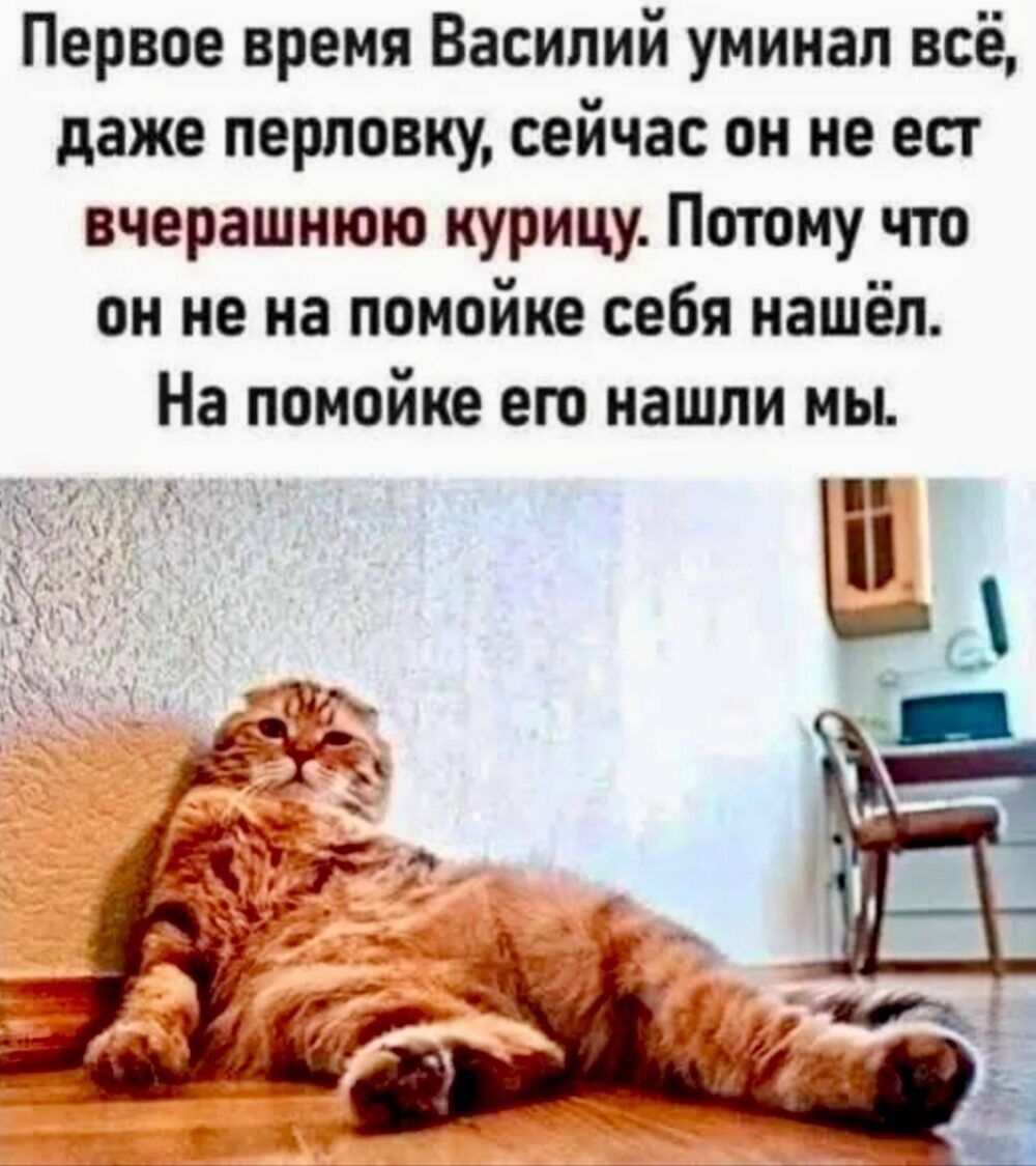 Первое время Василий уминал всё, даже перловку, сейчас он не ест вчерашнюю курицу. Потому что он не на помойке себя нашёл. На помойке его нашли мы.