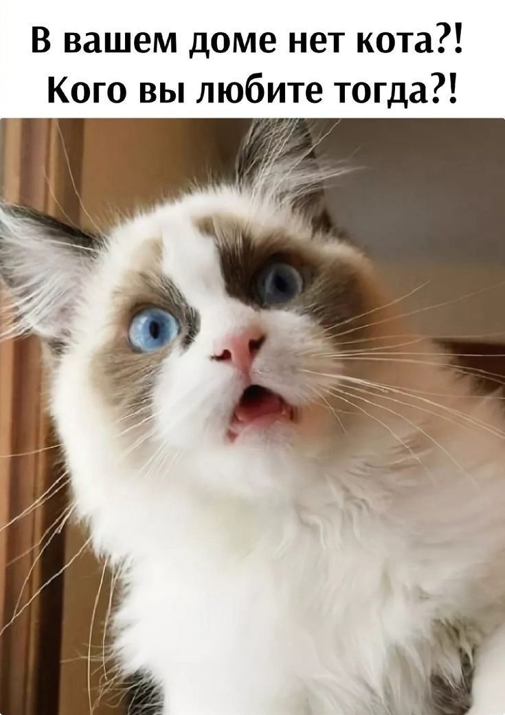 В вашем доме нет кота?! Кого вы любите тогда?!