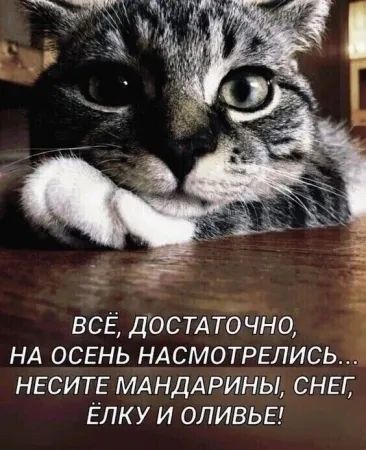 ВСЁ, ДОСТАТОЧНО, НА ОСЕНЬ НАСМОТРЕЛИСЬ... НЕСИТЕ МАНДАРИНЫ, СНЕГ, ЁЛКУ И ОЛИВЬЕ!